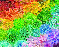 Succulent Rainbow - 1000 Piece Jigsaw Puzzle (1569)